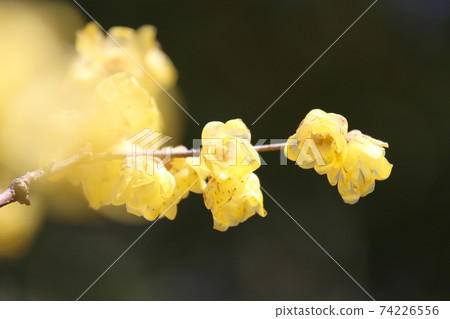 洛白花 洛白花 74226556