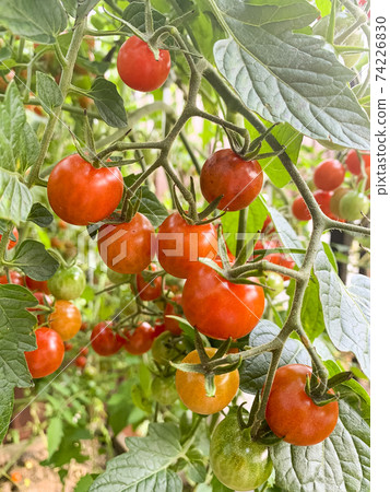 Red cherry tomatoes on bush with green leaves. Studio Photo Red cherry tomatoes on bush with green leaves. Studio Photo 74226830