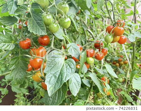 Red cherry tomatoes on bush with green leaves. Studio Photo Red cherry tomatoes on bush with green leaves. Studio Photo 74226831