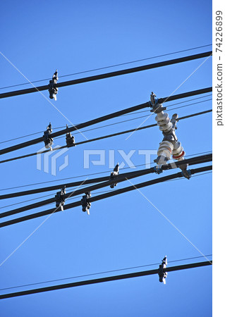 Bird repellent attached to an electric wire Bird repellent attached to an electric wire 74226899