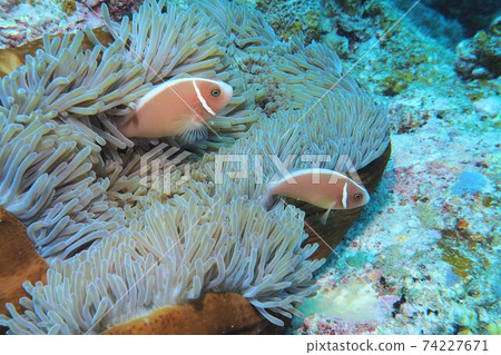 Hanabi Clownfish Okinawa Sea Hanabi Clownfish Okinawa Sea 74227671