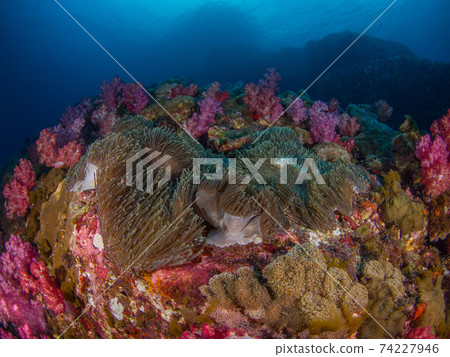 海葵和柔軟的珊瑚群落（緬甸梅爾吉群島） 74227946