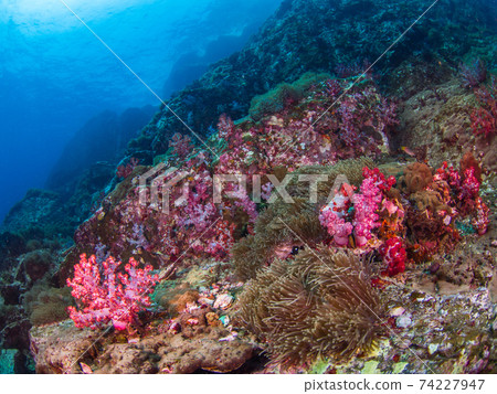 帶有海葵和軟珊瑚的珊瑚礁（緬甸梅爾吉群島） 74227947