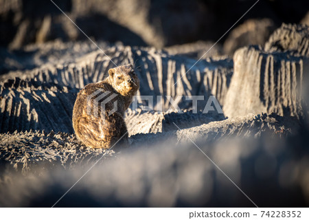 Rock hyrax sits in sunshine looking back 74228352