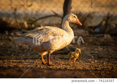 Mother goose and gosling walk around pen Mother goose and gosling walk around pen 74228387