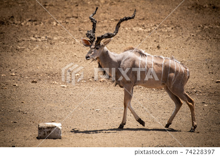 Male greater kudu walks towards salt lick Male greater kudu walks towards salt lick 74228397