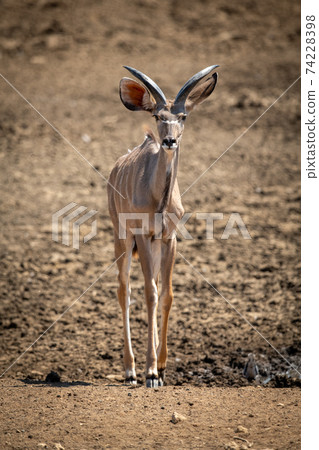 Male greater kudu walks slowly towards camera 74228398