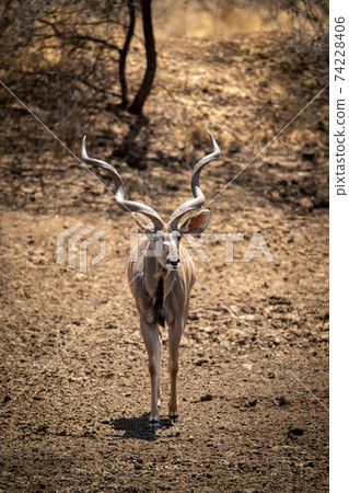 Male greater kudu walks down stony slope 74228406