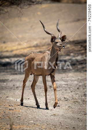 Male greater kudu walks across rocky pan 74228408