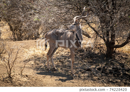 Male greater kudu stands under bare tree Male greater kudu stands under bare tree 74228420