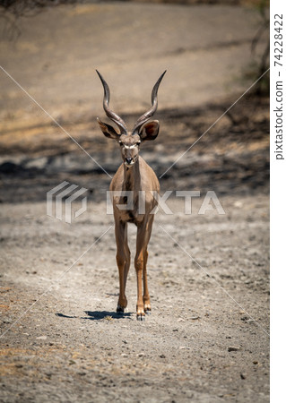 Male greater kudu stands staring on gravel Male greater kudu stands staring on gravel 74228422