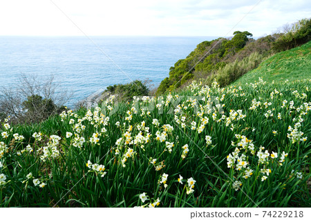 Echizen Narcissus Nashigadaira Echizen Coast Echizen Narcissus Nashigadaira Echizen Coast 74229218
