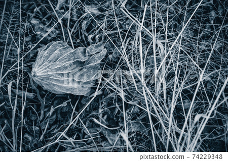 拍攝京都府卓越市的一片死蓮田 74229348