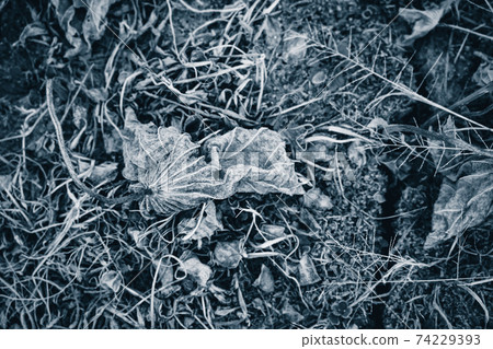 拍攝京都府卓越市的一片死蓮田 74229393