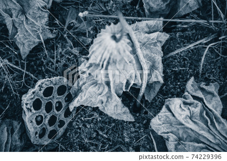 拍攝京都府卓越市的一片死蓮田 74229396