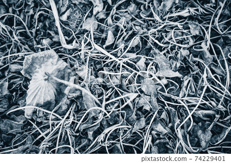 拍攝京都府卓越市的一片死蓮田 74229401