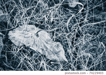 拍攝京都府卓越市的一片死蓮田 74229403