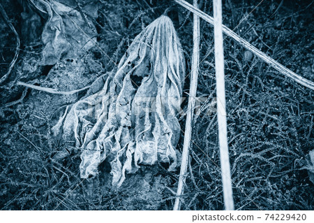 Photographing a dead lotus field in Joyo City, Kyoto Prefecture Photographing a dead lotus field in Joyo City, Kyoto Prefecture 74229420