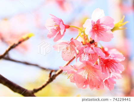 Cherry Blossoms Cherry Blossoms 74229441