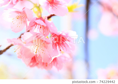 Cherry Blossoms	 74229442