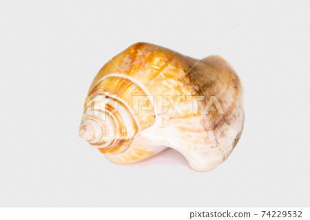 Beautiful seashell isolated on a white background Beautiful seashell isolated on a white background 74229532