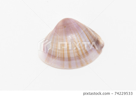 Beautiful seashell isolated on a white background Beautiful seashell isolated on a white background 74229533