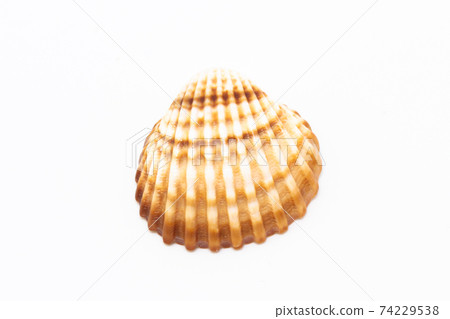 Beautiful seashell isolated on a white background Beautiful seashell isolated on a white background 74229538