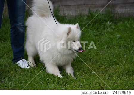 Samoyed dog (Samoyed, Samoyed husky, Samoyed Spitz, sammi) 74229649