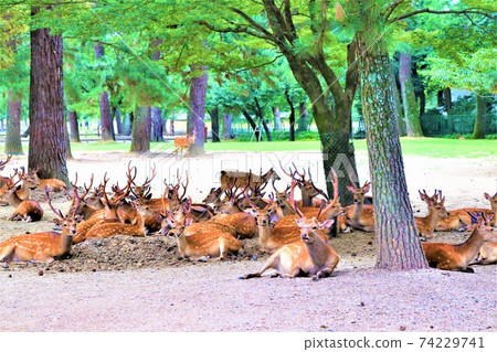 奈良公園鹿 奈良公園鹿 74229741