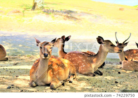Nara Park deer 74229750