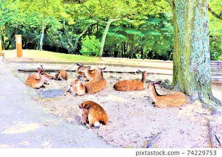 Nara Park deer Nara Park deer 74229753