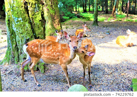 Nara Park deer Nara Park deer 74229762