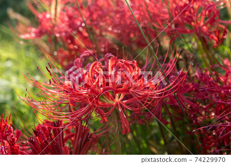 Gurenge flower on the equinoctial week 74229970