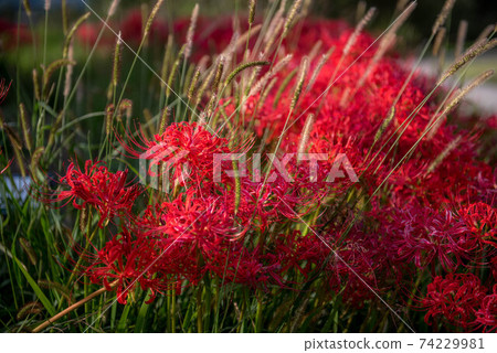 Gurenge flower on the equinoctial week 74229981