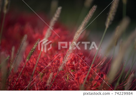 Gurenge flower on the equinoctial week 74229984