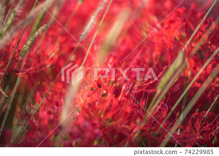 Gurenge flower on the equinoctial week 74229985