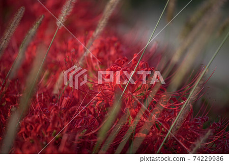 Gurenge flower on the equinoctial week 74229986