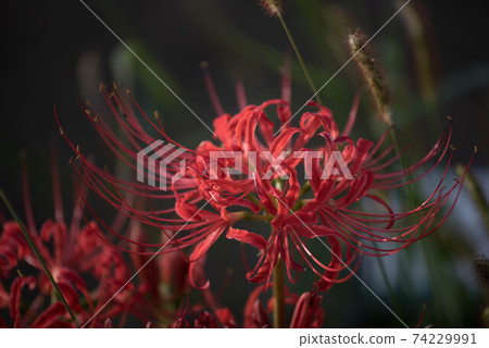 Gurenge flower on the equinoctial week 74229991