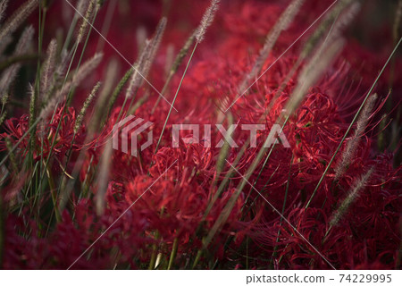 Gurenge flower on the equinoctial week Gurenge flower on the equinoctial week 74229995