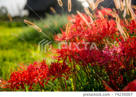 Gurenge flower on the equinoctial week 74230007