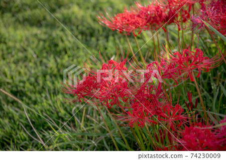 Gurenge flower on the equinoctial week 74230009