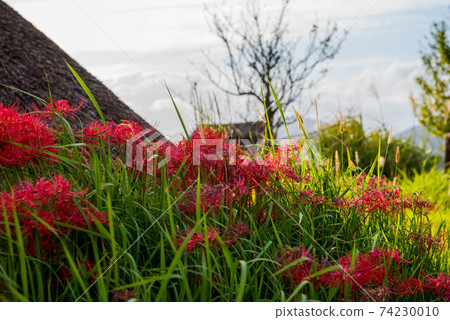 Gurenge flower on the equinoctial week 74230010
