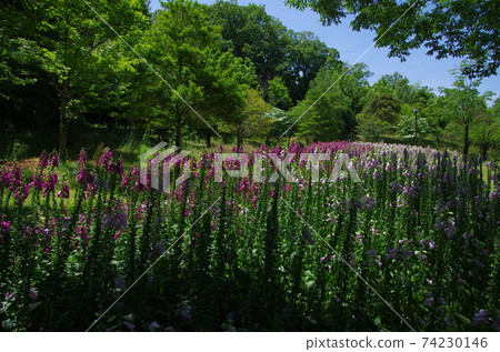 Hana Festa公園的玫瑰花園是天堂! Hana Festa公園的玫瑰花園是天堂! 74230146