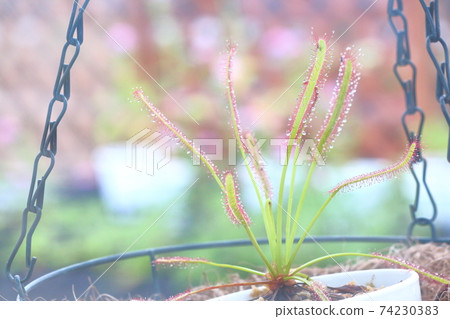 食蟲植物 74230383