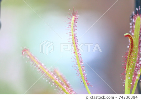 食蟲植物 74230384