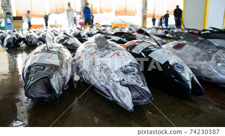 Fish market where tuna auctions are held Fish market where tuna auctions are held 74230387