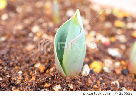Germination of tulip Germination of tulip 74230522