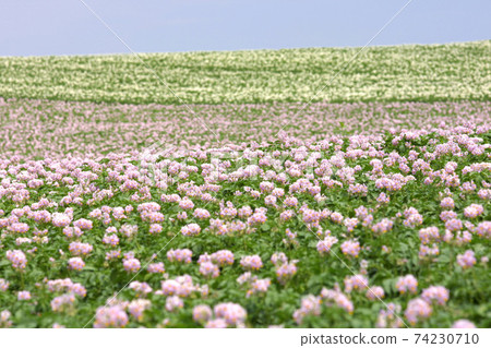 Potato flower Potato flower Potato field Potato field Potato field Potato flower Potato flower Potato field Potato field Potato field 74230710
