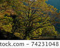 Hiker heading for autumn leaves 74231048