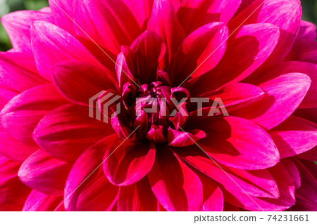 Purple dahlia flower growing in the garden Purple dahlia flower growing in the garden 74231661